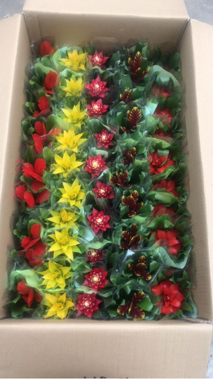 凤梨市场回暖，价格回升