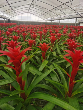 凤梨市场回暖，价格回升