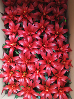 凤梨市场回暖，价格回升