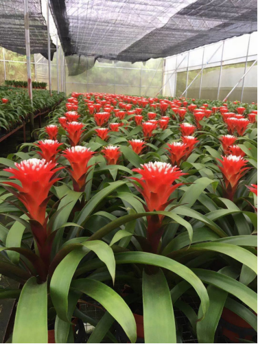 凤梨市场回暖，价格回升