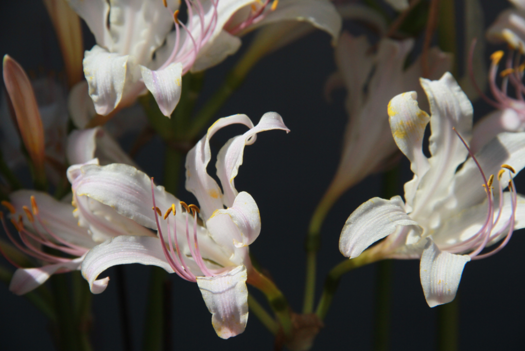 开在盛夏的石蒜花，如烟，似火