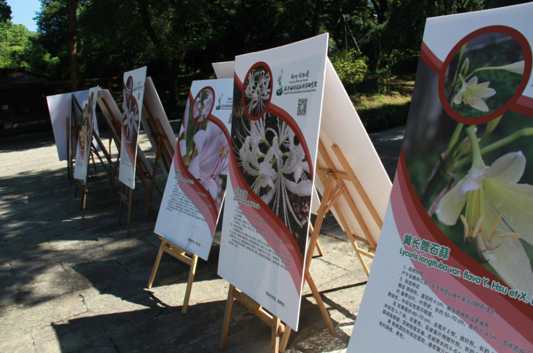 开在盛夏的石蒜花，如烟，似火