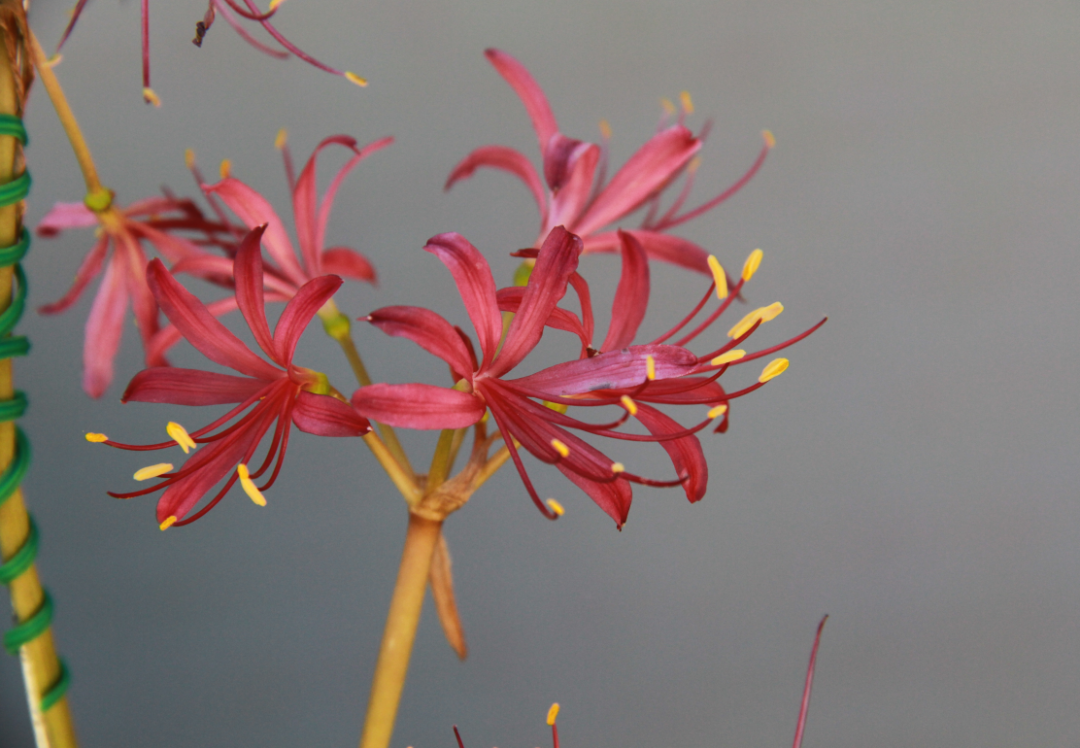 开在盛夏的石蒜花，如烟，似火
