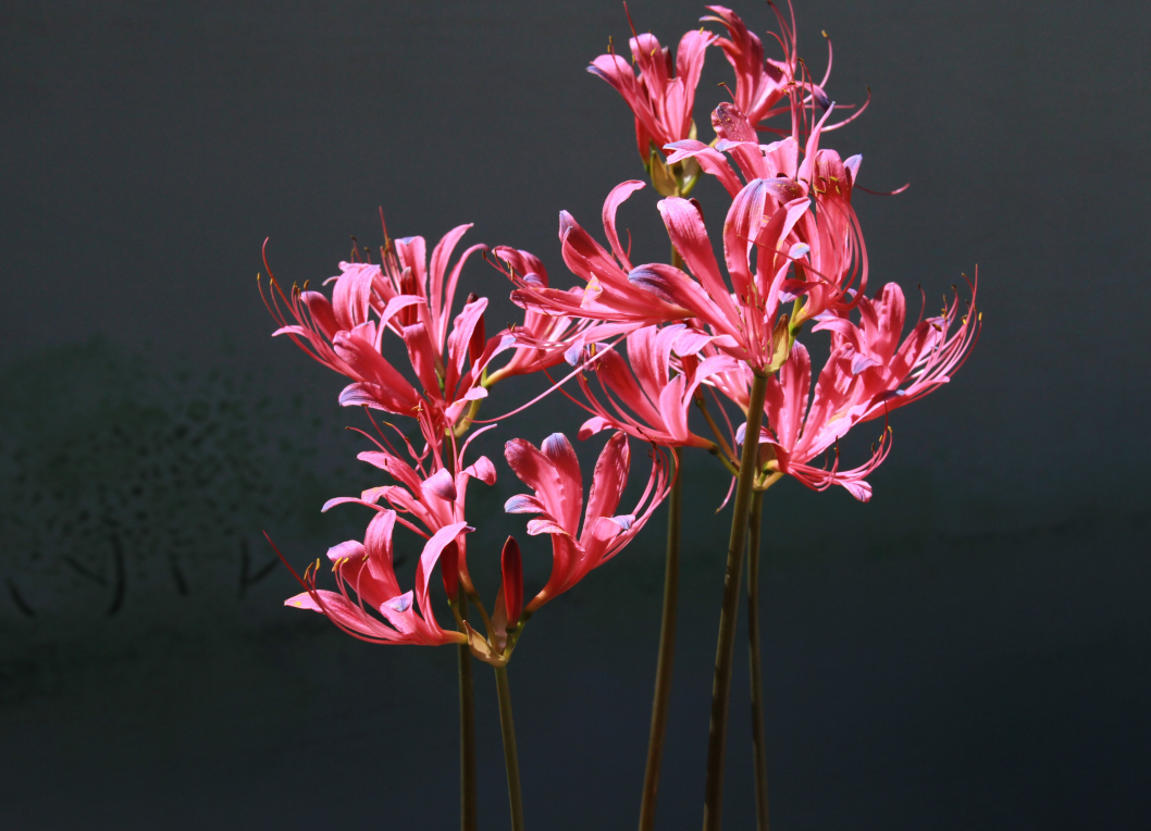 开在盛夏的石蒜花，如烟，似火