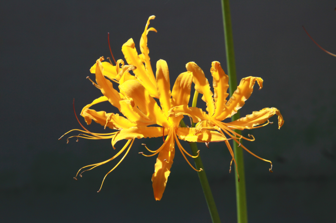 开在盛夏的石蒜花，如烟，似火