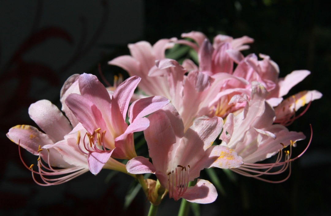 开在盛夏的石蒜花，如烟，似火