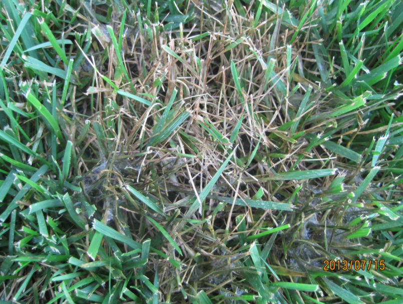 用最少的钱达到良好的治疗效果，草坪病害对症治疗有妙招儿