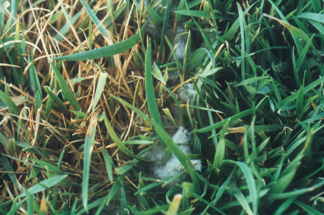 用最少的钱达到良好的治疗效果，草坪病害对症治疗有妙招儿