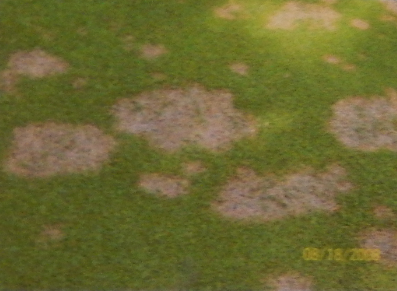 用最少的钱达到良好的治疗效果，草坪病害对症治疗有妙招儿