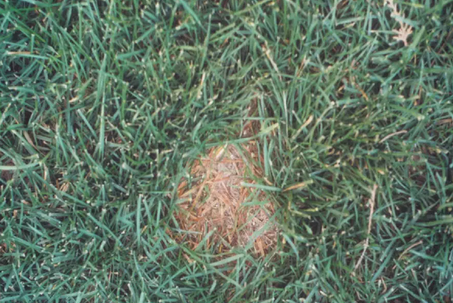 用最少的钱达到良好的治疗效果，草坪病害对症治疗有妙招儿