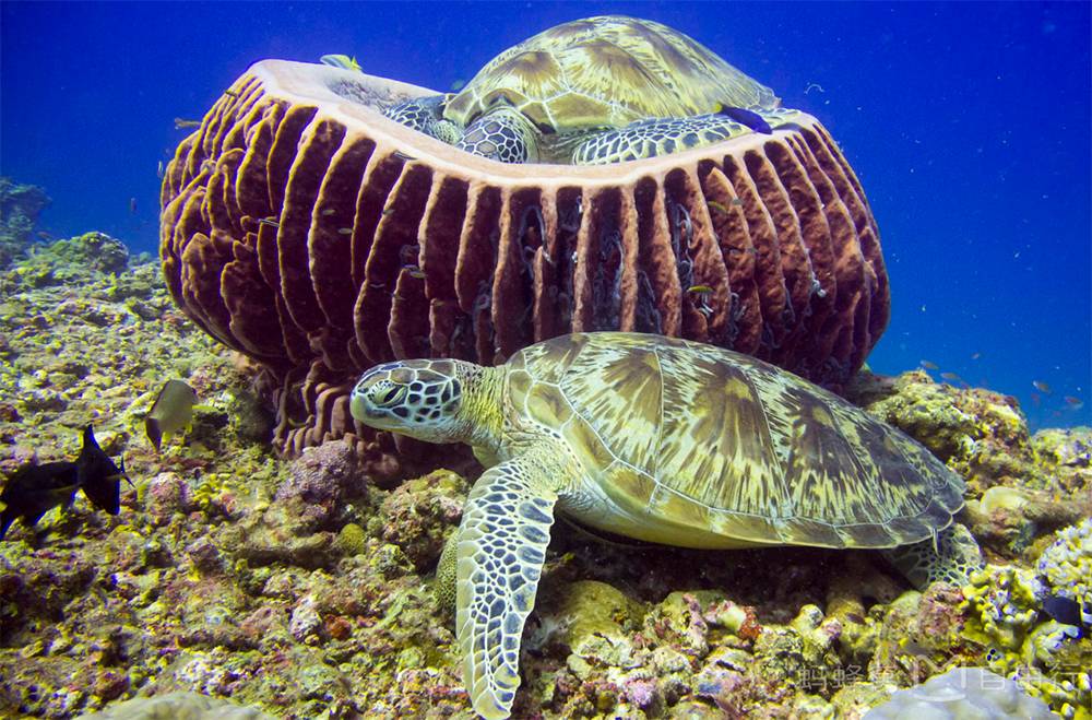 游玩重点:gili trawangan岛坐马车 ,浮潜,追海龟;gili meno与gili air