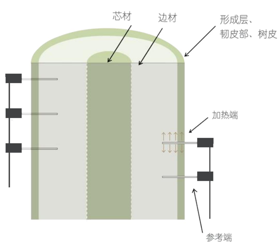 樹(shù)干中的水循環(huán)：液流監(jiān)測(cè)技術(shù)解析  第二期