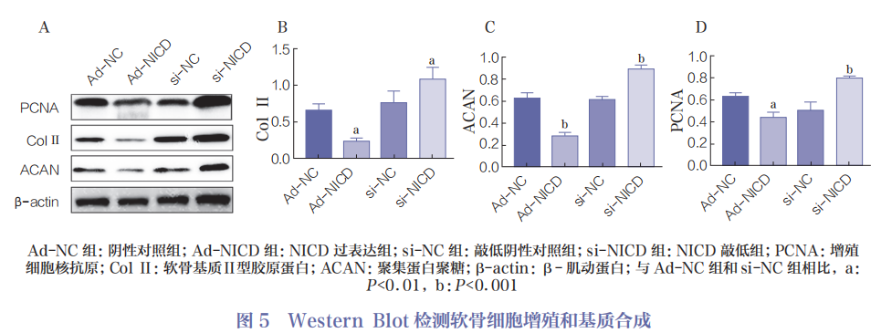 医用诱导骨基质是什么杂志文摘 ｜ Notch信号通路对骨关节炎软骨细胞增殖和软骨基质合成的作用研究_https://www.jmylbn.com_新闻资讯_第11张
