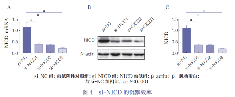 医用诱导骨基质是什么杂志文摘 ｜ Notch信号通路对骨关节炎软骨细胞增殖和软骨基质合成的作用研究_https://www.jmylbn.com_新闻资讯_第8张