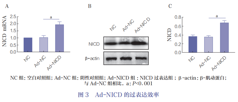 医用诱导骨基质是什么杂志文摘 ｜ Notch信号通路对骨关节炎软骨细胞增殖和软骨基质合成的作用研究_https://www.jmylbn.com_新闻资讯_第7张