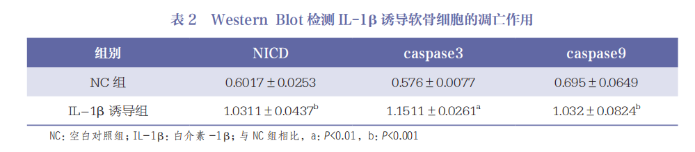 医用诱导骨基质是什么杂志文摘 ｜ Notch信号通路对骨关节炎软骨细胞增殖和软骨基质合成的作用研究_https://www.jmylbn.com_新闻资讯_第4张