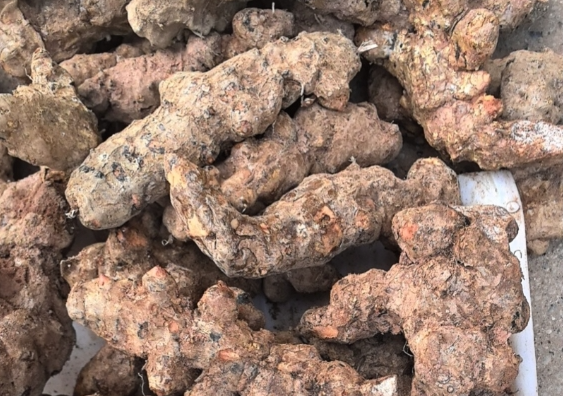 涨！涨！涨！这几种药材涨价了