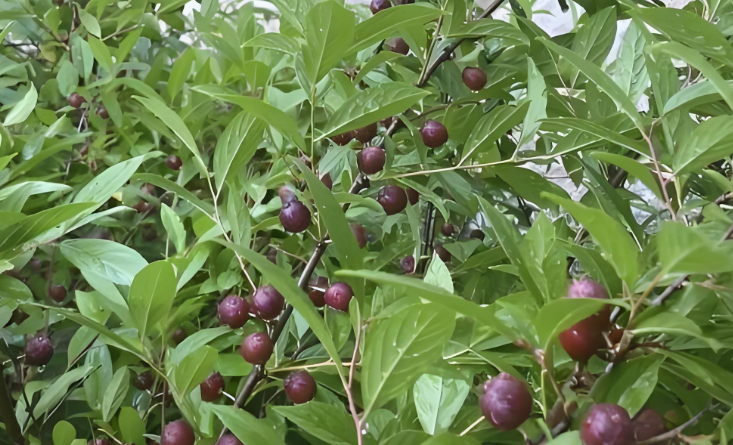 这几种药材又涨了
