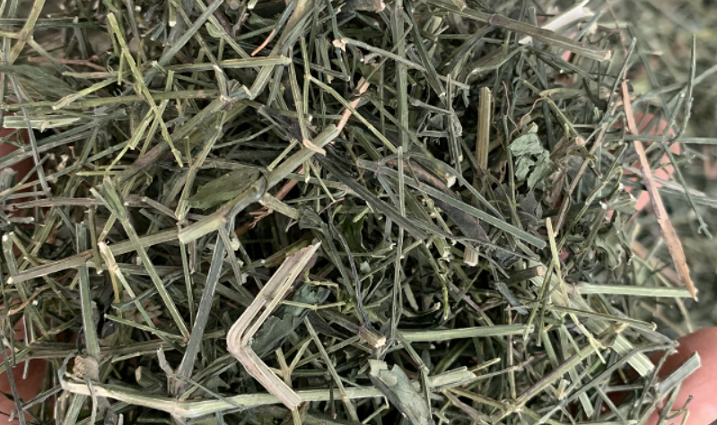 减产50%照样跌！穿心莲跌狠了！