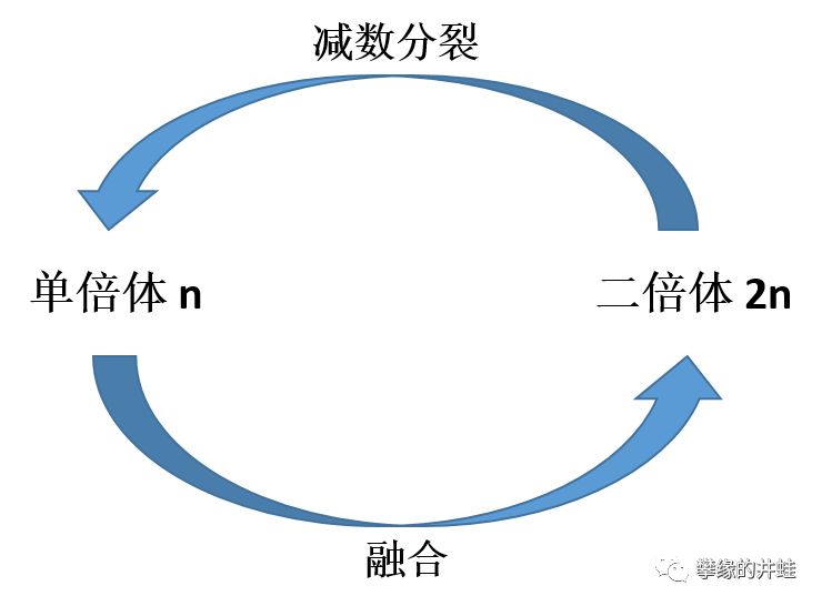 地球演义 第二百三十四回绿之巨人传8 珠胚 攀缘的井蛙 微信公众号文章阅读 Wemp