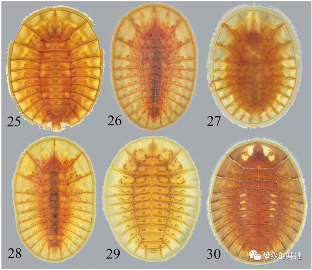 地球演义 第二百七十回六足传奇12 漱石枕流 攀缘的井蛙 微信公众号文章阅读 Wemp