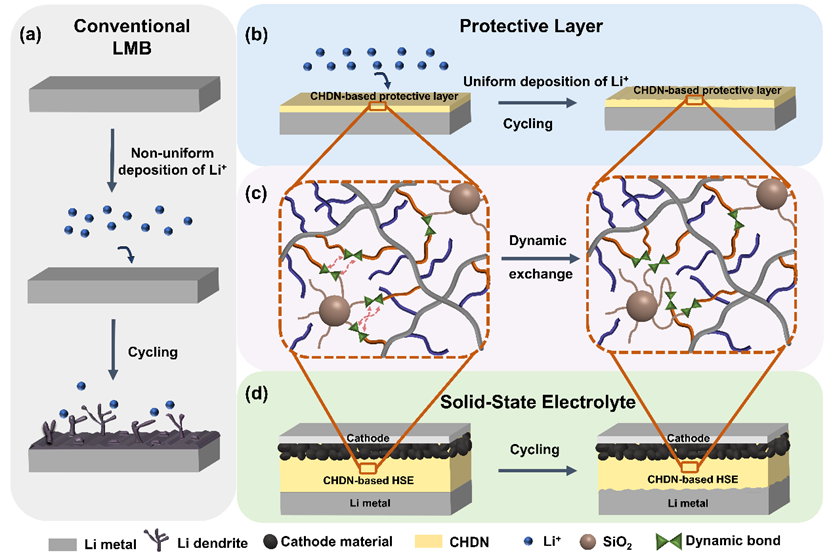 杂化动态共价网络用作锂金属电池保护层和固态电解质的图3