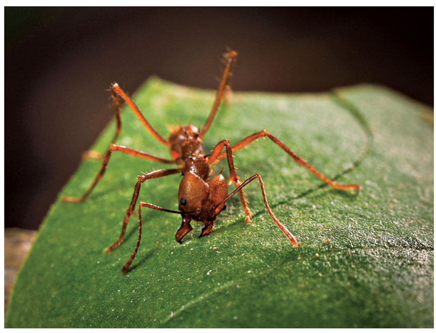 化学2021：研究趋势、年度分子、年度数字、古怪的发现、明年研究趋势预测 第31张