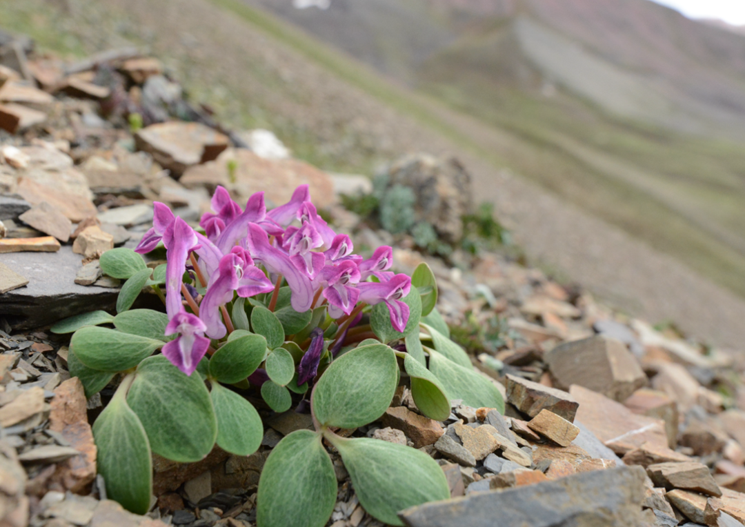 娱乐时代的植物 为什么受伤的总是我 科学大院 微信公众号文章阅读 Wemp