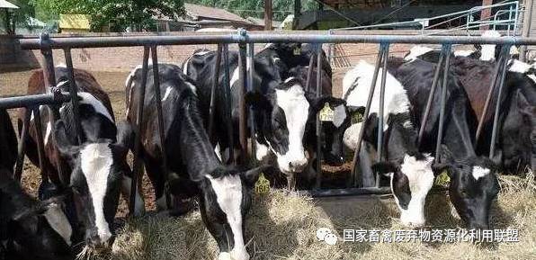 畜禽糞污資源化利用