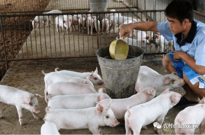 创业项目到处都是 在农村创业到处都是坑，这3点错误不能犯！