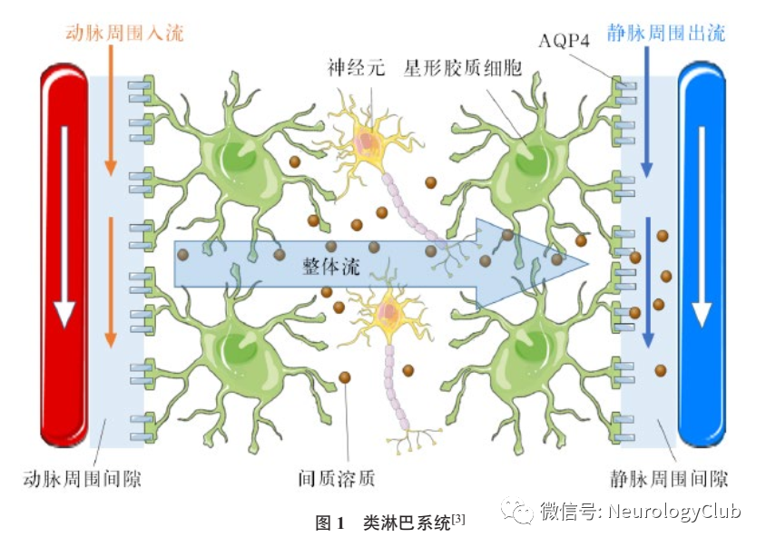 小鼠脉搏怎么测量神经综述：类淋巴系统与中枢神经系统病变的相关性研究进展_https://www.jmylbn.com_新闻资讯_第2张