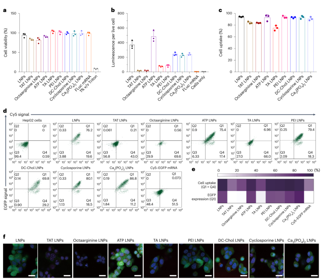mRNA-LNP的細(xì)胞表達和溶酶體逃逸檢測方案分享