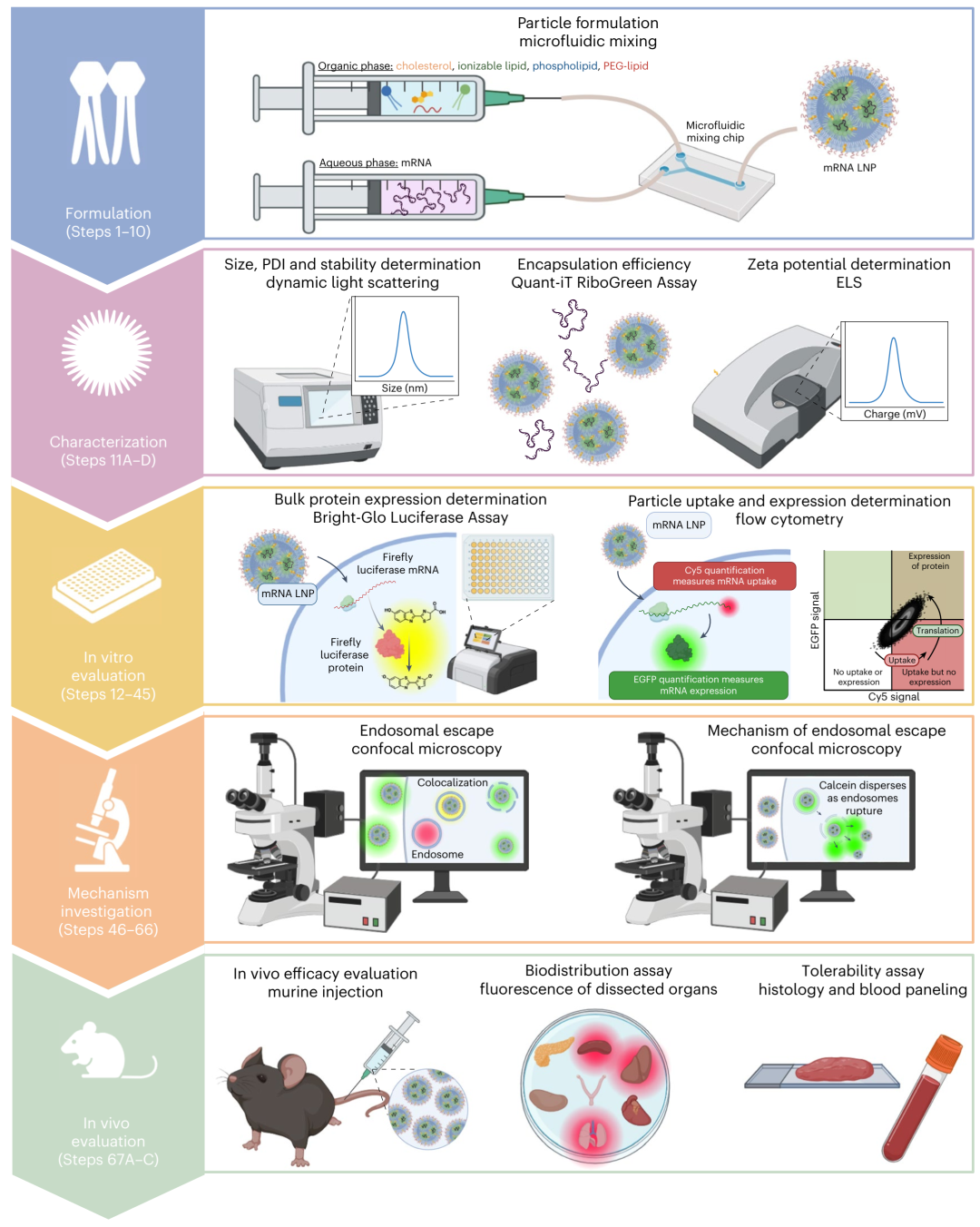 mRNA-LNP的細(xì)胞表達和溶酶體逃逸檢測方案分享