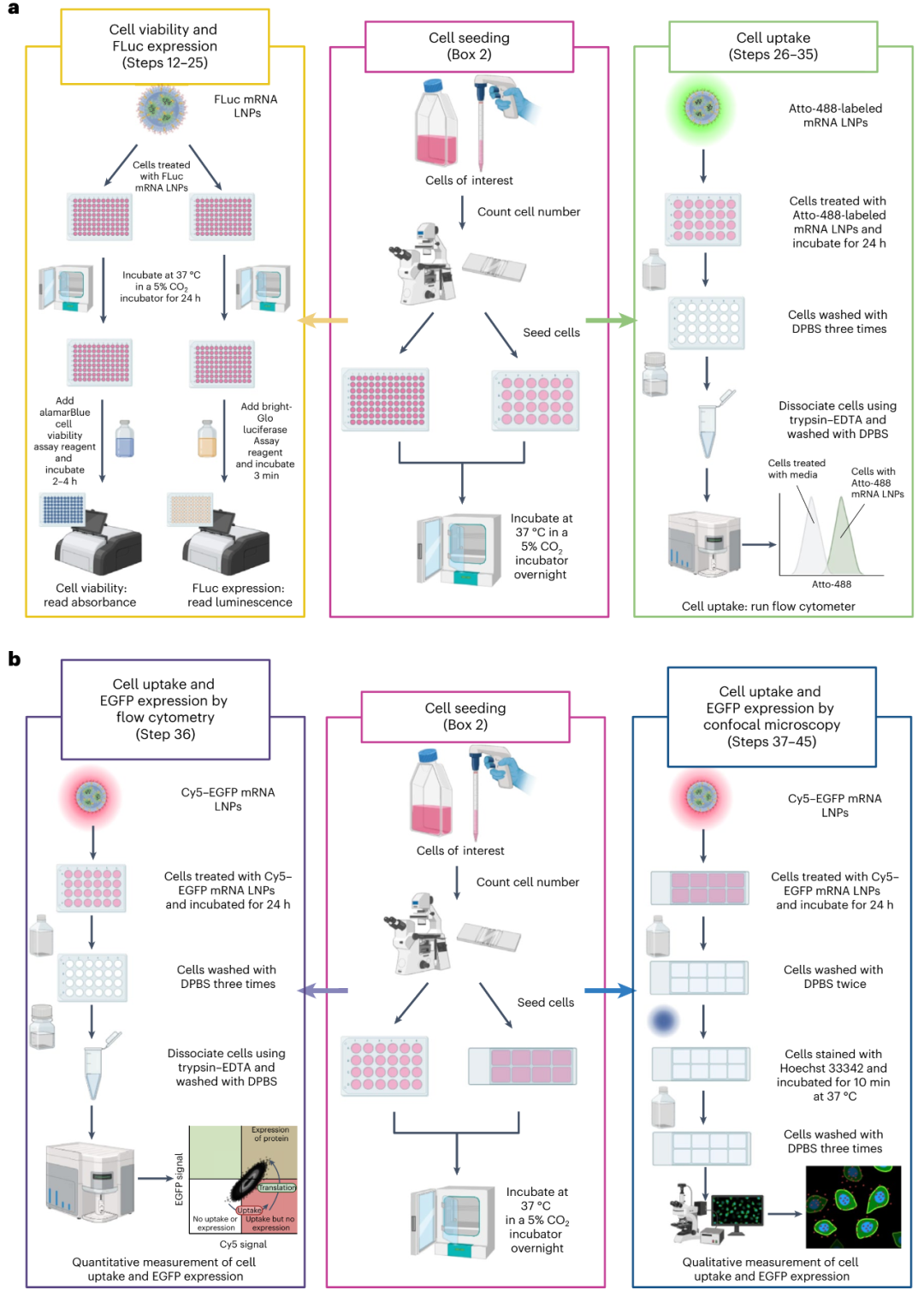 mRNA-LNP的細(xì)胞表達和溶酶體逃逸檢測方案分享