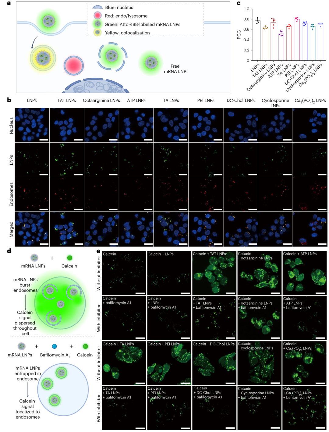 mRNA-LNP的細(xì)胞表達和溶酶體逃逸檢測方案分享
