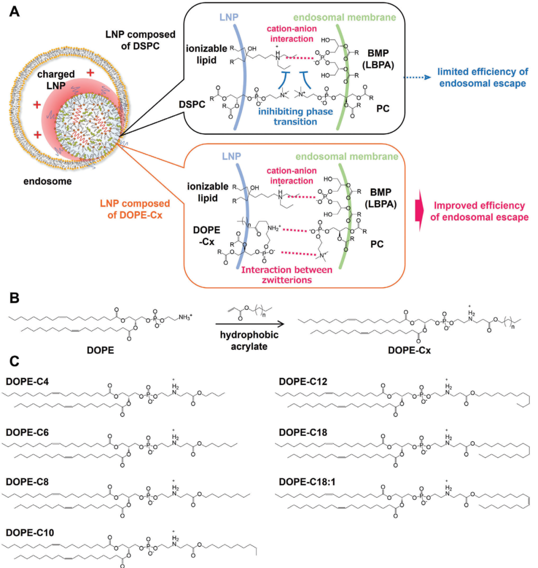 脂質(zhì)輔料新研究-新型輔助磷脂（DOPE-X）顯著提高mRNA-LNP的體內(nèi)遞送