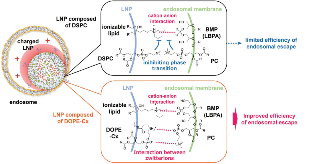 脂質(zhì)輔料新研究-新型輔助磷脂（DOPE-X）顯著提高mRNA-LNP的體內(nèi)遞送