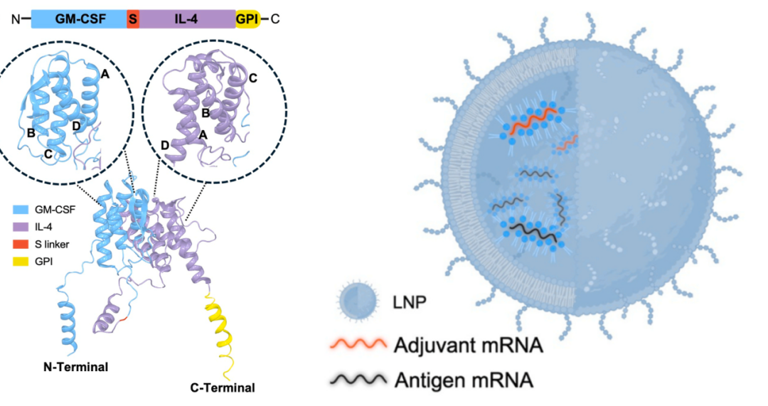 脂質(zhì)納米顆粒共包載佐劑與抗原mRNA增強(qiáng)流感免疫交叉保護(hù)的研究