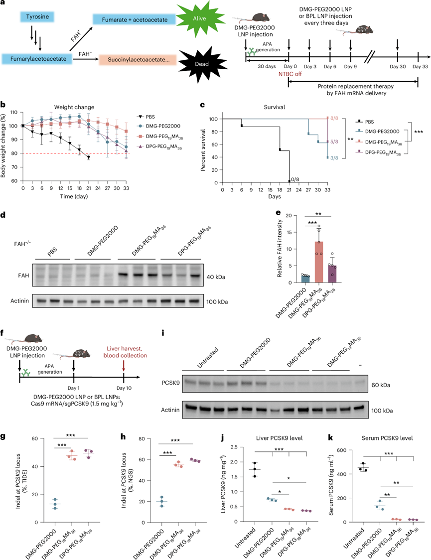 高密度刷狀聚合物脂質(zhì)在mRNA療法重復(fù)給藥中的應(yīng)用