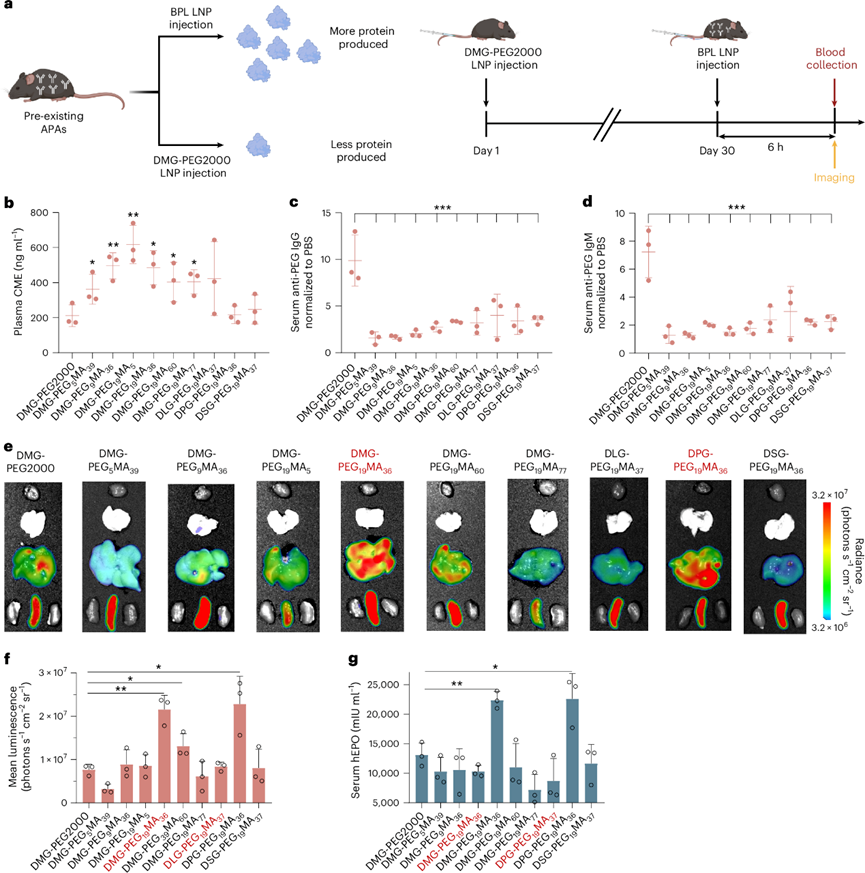 高密度刷狀聚合物脂質(zhì)在mRNA療法重復(fù)給藥中的應(yīng)用