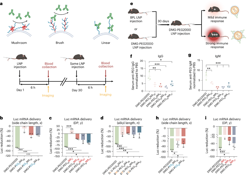 高密度刷狀聚合物脂質(zhì)在mRNA療法重復(fù)給藥中的應(yīng)用