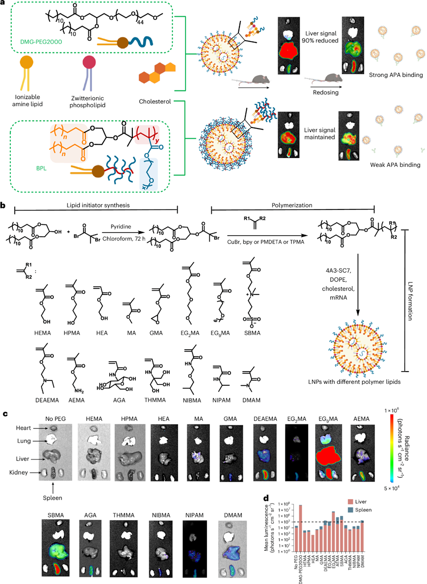 高密度刷狀聚合物脂質(zhì)在mRNA療法重復(fù)給藥中的應(yīng)用