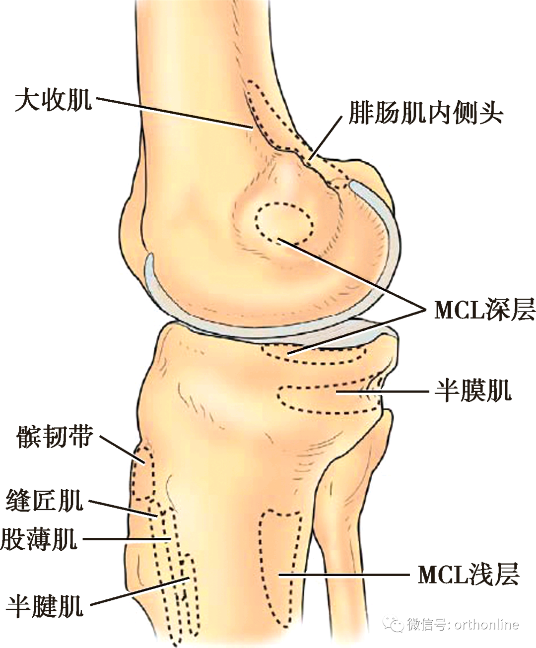 極美品】膝靱帯手術のすべて = Frontline of All Knee L - その他