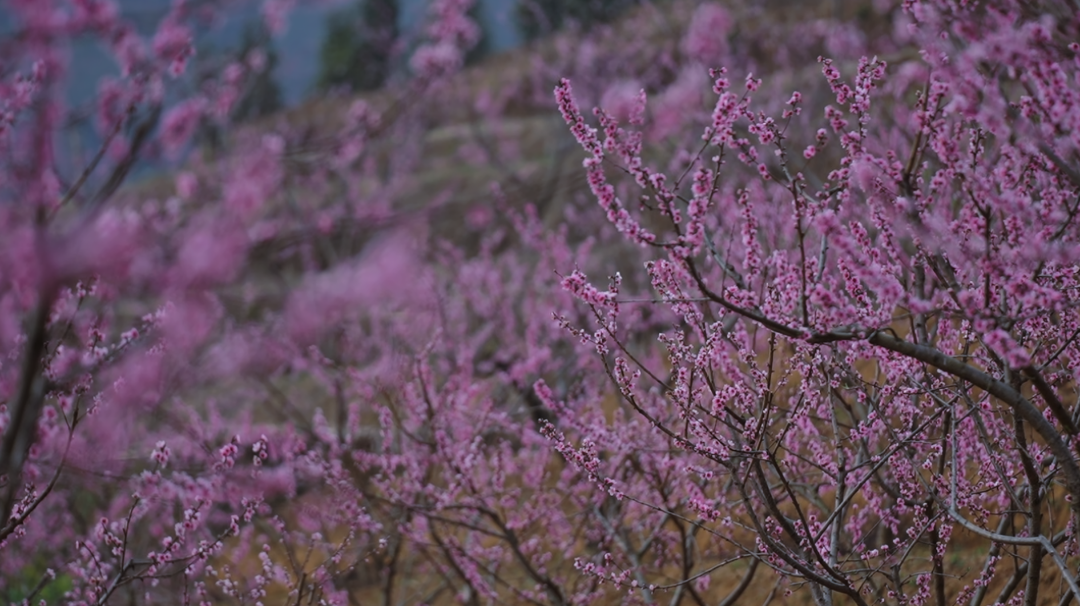 dd43e70d3fcacae7633467dfab9cb72b.png