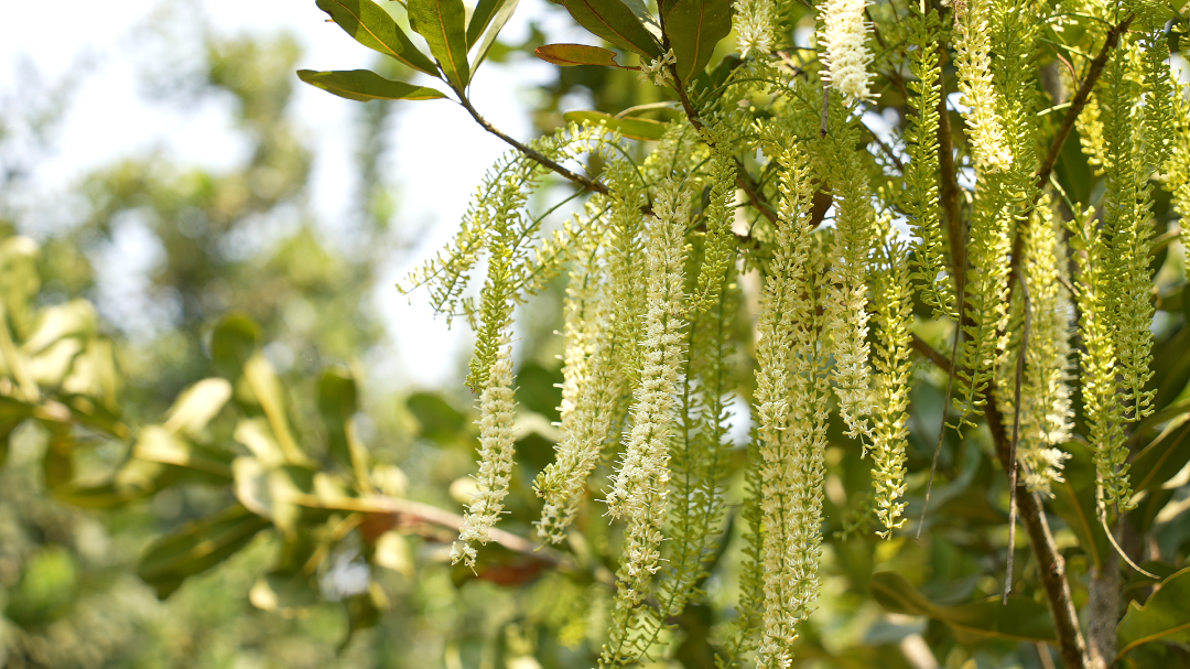 含苞待放的坚果花絮 拍摄日期：2026年3月8日.png