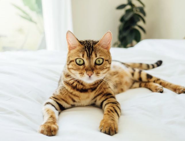 7天涨粉10000,快手涨粉入门法则!