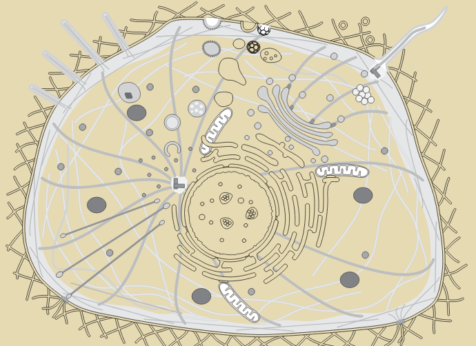 抗体产品星推荐第二十五期|Anti-HMGB1 Polyclonal Antibody