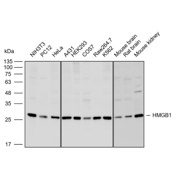抗体产品星推荐第二十五期|Anti-HMGB1 Polyclonal Antibody