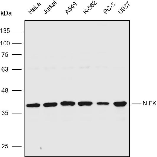 核仁標志物相關標志物