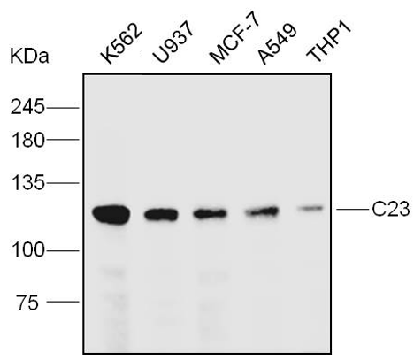 核仁標志物相關標志物